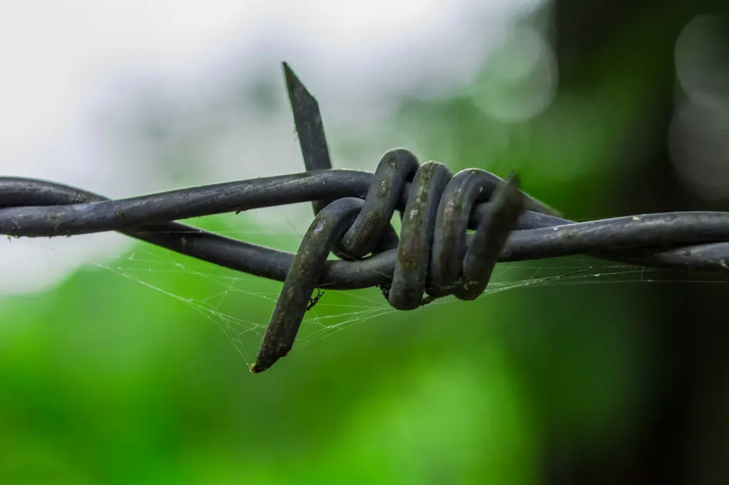 unsplash_aTVFpEKdb4o_barbed.jpg.webp