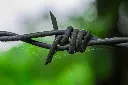 unsplash_aTVFpEKdb4o_barbed.jpg.webp
